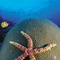 Étoile de mer - crédits : © Jurgen Freund/Nature Picture Library