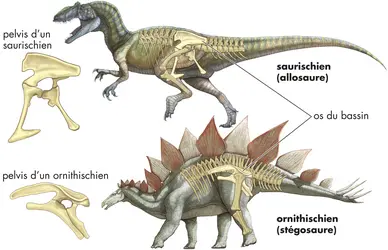 Dinosaures - crédits : © Encyclopædia Britannica, Inc.