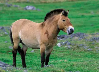 Cheval de Przewalski - crédits : © Geoff Simpson/Nature Picture Library