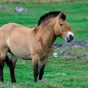 Cheval de Przewalski - crédits : © Geoff Simpson/Nature Picture Library