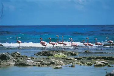 Flamants roses au Venezuela - crédits : © R. Rinaldi—Tips Images—DEA/Dea Picture Library