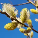 Le pollen, source de réactions allergiques - crédits : © Ppfoto13/ Shutterstock