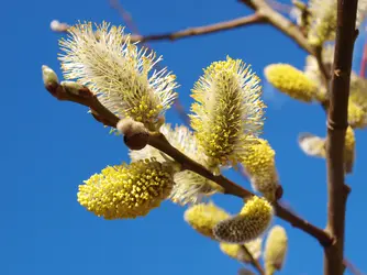 Le pollen, source de réactions allergiques - crédits : © Ppfoto13/ Shutterstock
