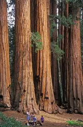 Séquoia - crédits : © David Kjaer/Nature Picture Libary