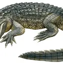 Alligator - crédits : © Encyclopædia Britannica, Inc.