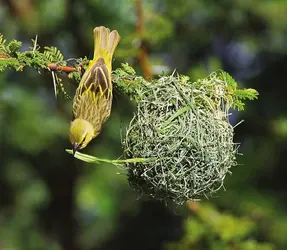 Tisserins - crédits : © Tony Heald/Nature Picture Library