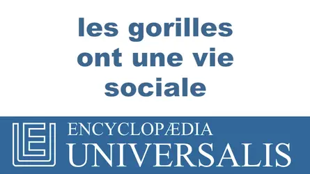 Gorilles et vie sociale - crédits : © 2013 Encyclopædia Universalis