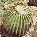 Cactus - crédits : © Carlo Bevilacqua—SCALA from Art Resource/EB Inc.