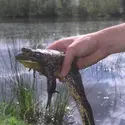 Grenouille-taureau - crédits : © Yves Forestier/ Sygma/ Getty Images