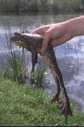 Grenouille-taureau - crédits : © Yves Forestier/ Sygma/ Getty Images