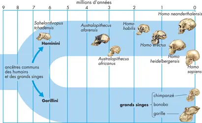 Origines de l'homme - crédits : © Encyclopædia Britannica, Inc.