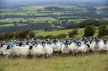 Élevage ovin, Angleterre - crédits : © Wayne Hutchinson/ FLPA/ Age Fotostock