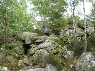 Forêt de Fontainebleau - crédits : © Carolunki/ Shutterstock