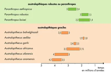 Les différents australopithèques - crédits : © Encyclopædia Universalis France