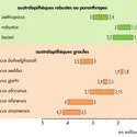 Les différents australopithèques - crédits : © Encyclopædia Universalis France