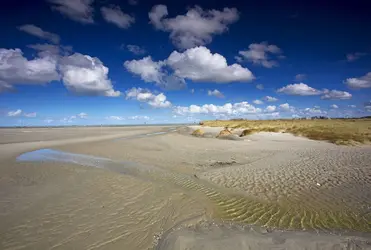 Paysage dunaire, Belgique - crédits : © W. Pattyn/ Blickwinkel/ Age Fotostock