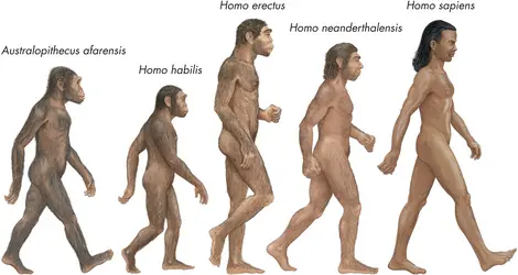 Origines de l'homme - crédits : © Encyclopædia Britannica, Inc.
