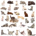 Diversité des chats - crédits : © Vlad_star/ Shutterstock