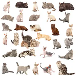 Diversité des chats - crédits : © Vlad_star/ Shutterstock