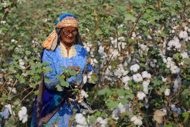 Culture du coton au Pakistan - crédits : © Nadeem Khawar/ Moment/ Getty Images