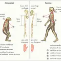 Squelette humain et squelette du chimpanzé - crédits : © Encyclopædia Universalis France