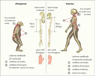 Squelette humain et squelette du chimpanzé - crédits : © Encyclopædia Universalis France