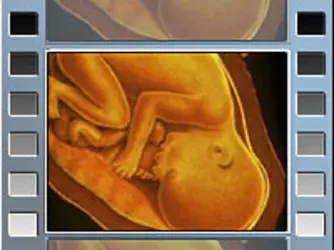 Développement du fœtus - crédits : © 2007 Encyclopædia Universalis France S.A.