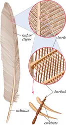 Plume - crédits : © Encyclopædia Britannica, Inc.