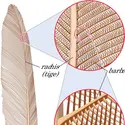 Plume - crédits : © Encyclopædia Britannica, Inc.