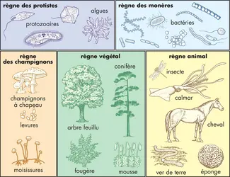 Êtres vivants - crédits : © Encyclopædia Britannica, Inc.