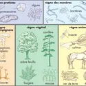 Êtres vivants - crédits : © Encyclopædia Britannica, Inc.