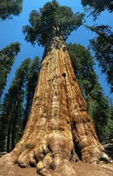 Séquoia - crédits : © T. Guinet/ Shutterstock