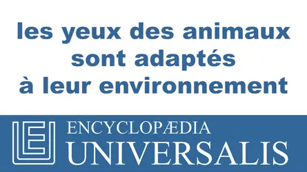 Adaptation de l'œil à l'environnement - crédits : © 2013 Encyclopædia Universalis