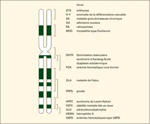 Carte du chromosome X humain - crédits : © Encyclopædia Universalis France