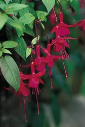 Fuchsia - crédits : © Horticultural Photography, Corvallis, Oregon