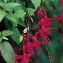 Fuchsia - crédits : © Horticultural Photography, Corvallis, Oregon