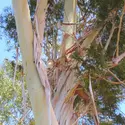 Eucalyptus - crédits : © Sheila in Moonducks/ Flickr ; CC BY 2.0