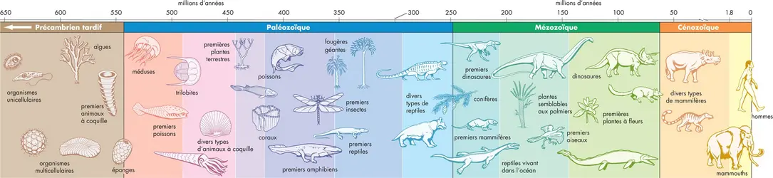 Vie sur Terre - crédits : © Encyclopædia Britannica, Inc.