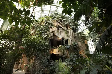 Serre tropicale du Jardin des Plantes de Paris - crédits : © M. Cohen/ MNHM