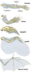Anatomie comparée d'un membre - crédits : © Encyclopædia Britannica, Inc.