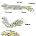 Anatomie comparée d'un membre - crédits : © Encyclopædia Britannica, Inc.