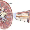 Production de l'urine par le rein - crédits : © Encyclopædia Britannica, Inc.