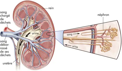 Production de l'urine par le rein - crédits : © Encyclopædia Britannica, Inc.