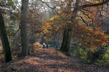 Forêt de Rambouillet, Yvelines - crédits : © Christian Goupi/ Age Fotostock