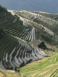 Rizières dans le Guangxi - crédits : © Françoise Weyl