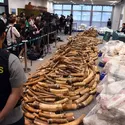 Trafic d'ivoire d'éléphants - crédits : Tan Daming/ China News service/ VCG/ Getty Images