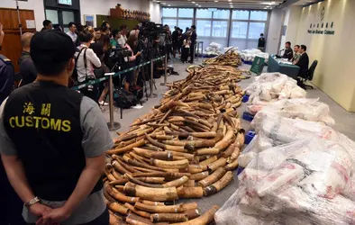 Trafic d'ivoire d'éléphants - crédits : Tan Daming/ China News service/ VCG/ Getty Images