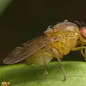 La drosophile, animal fétiche des généticiens - crédits : © Liew Weng Keong/ Shutterstock