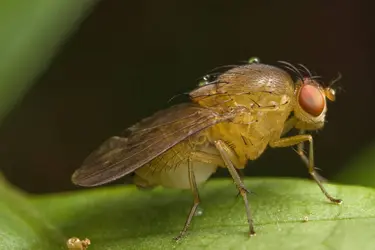 La drosophile, animal fétiche des généticiens - crédits : © Liew Weng Keong/ Shutterstock