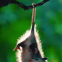 Opossum - crédits : © Steve Maslowski/Photo Researchers, Inc.